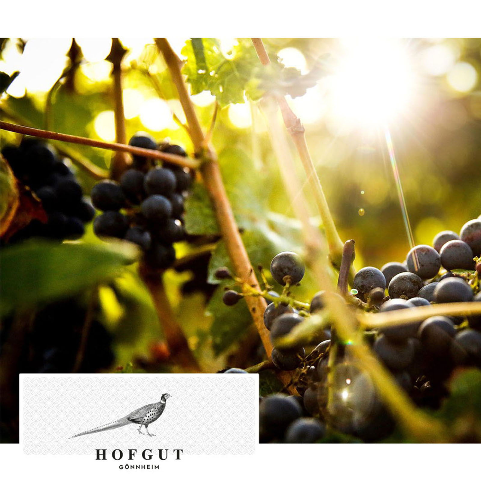 Grauburgunder 2023 Gönnheim Bio