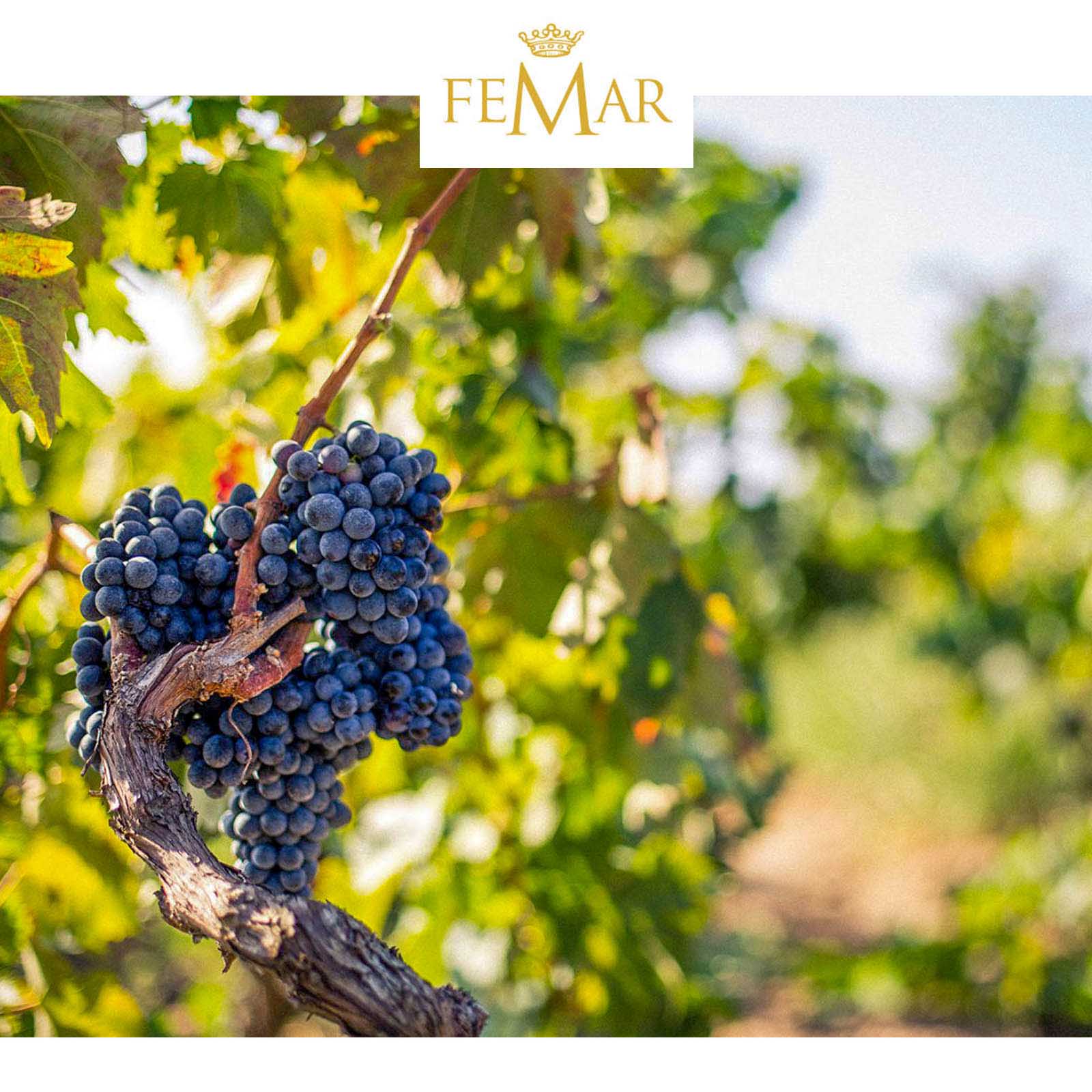 Primitivo 2023 Gran Appasso Collezione