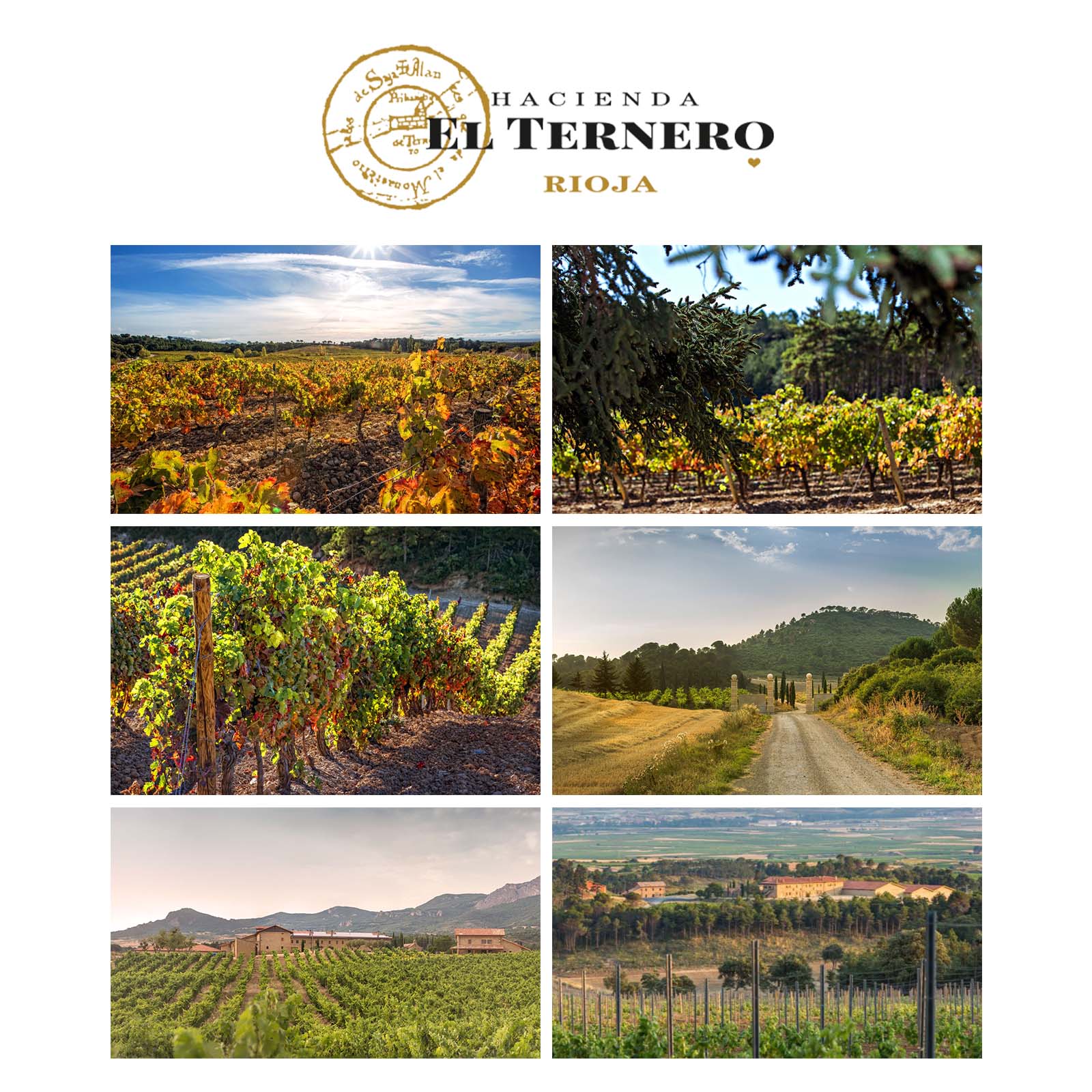 Rioja Blanco 2023 Fermentado en Barrica