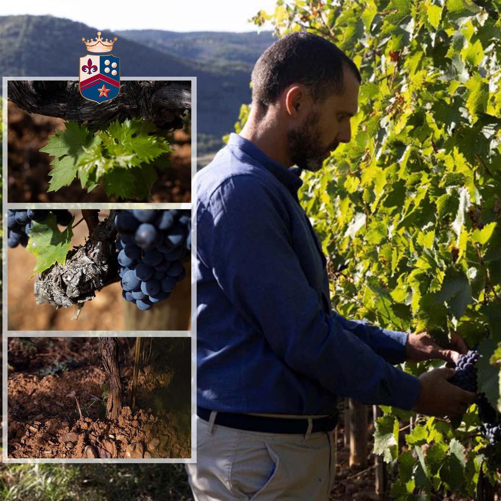 0,5 L Olivenöl Extra Vergine Toscano 2024 Bio