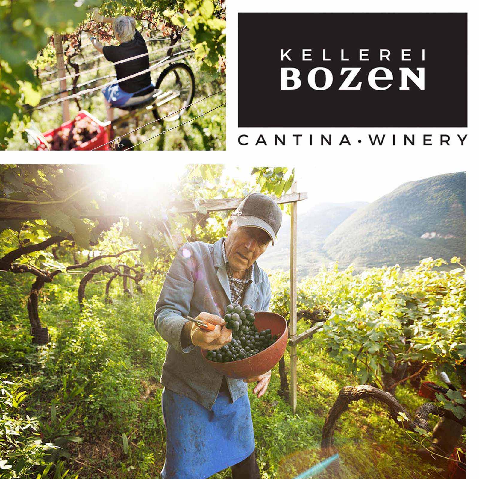 Pinot Grigio 2024 Stieler