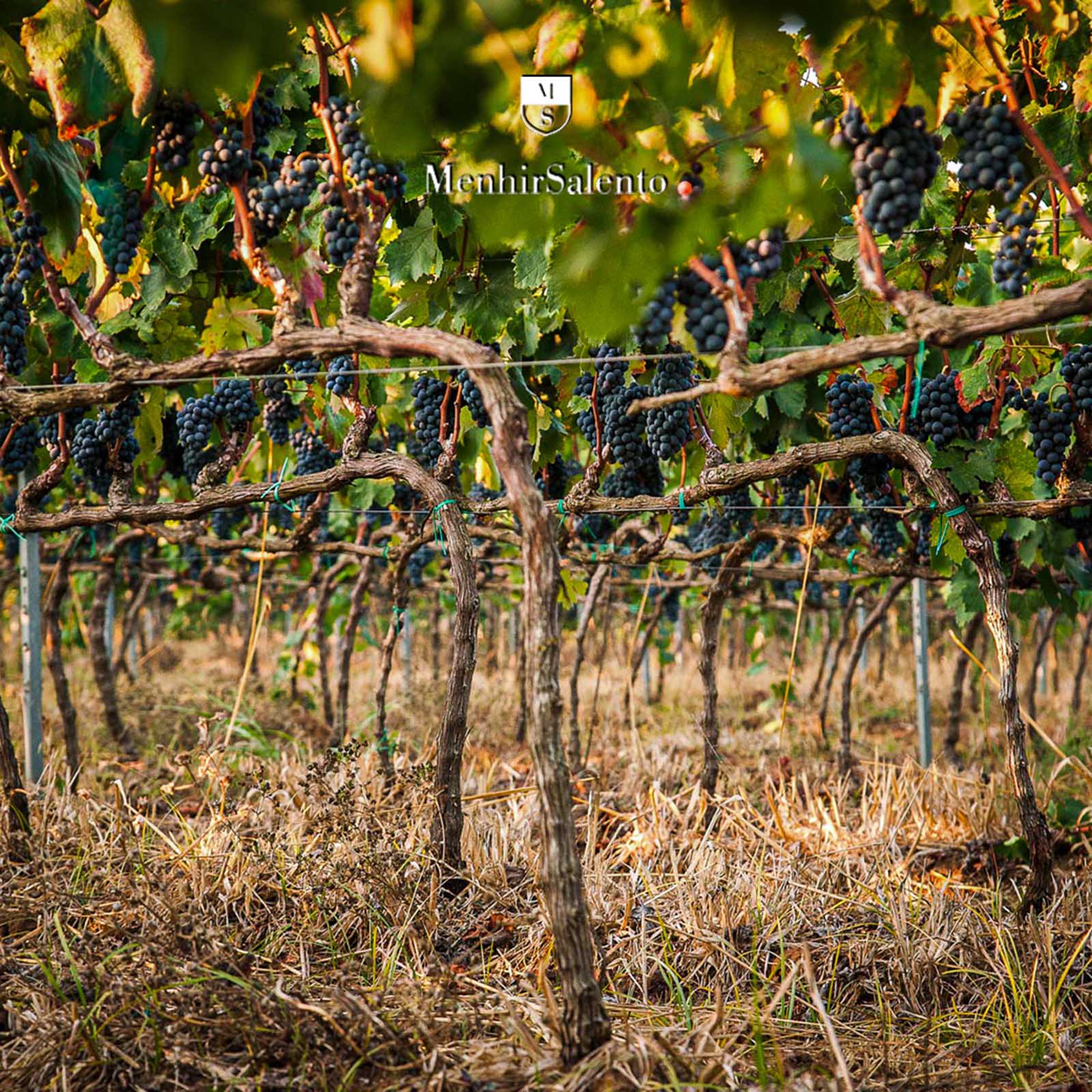 Primitivo Terra d'Otranto Riserva 2022 Vega