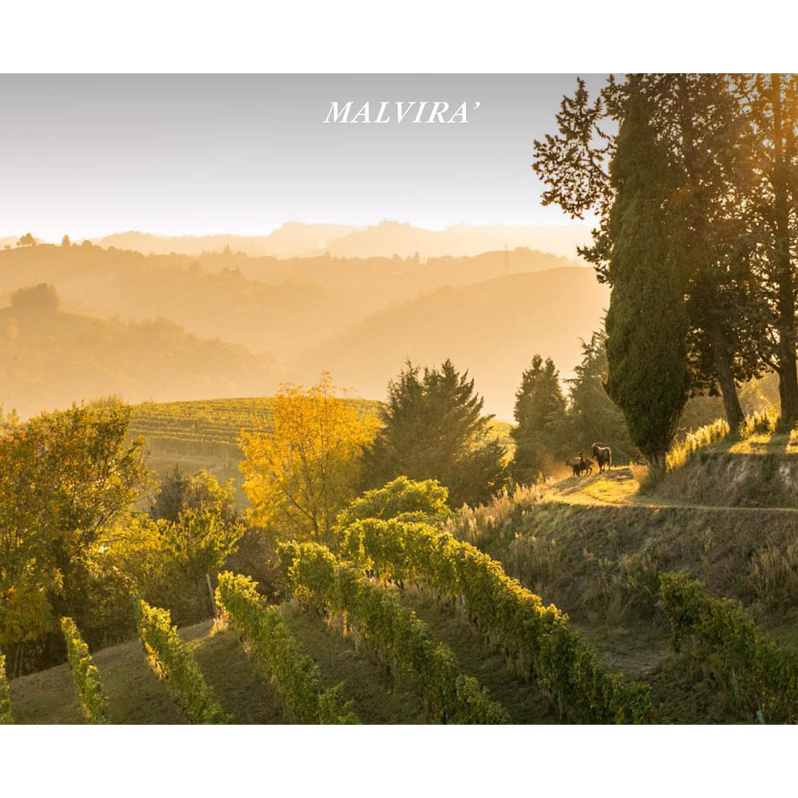 Roero Riserva 2019 Renesio Bio