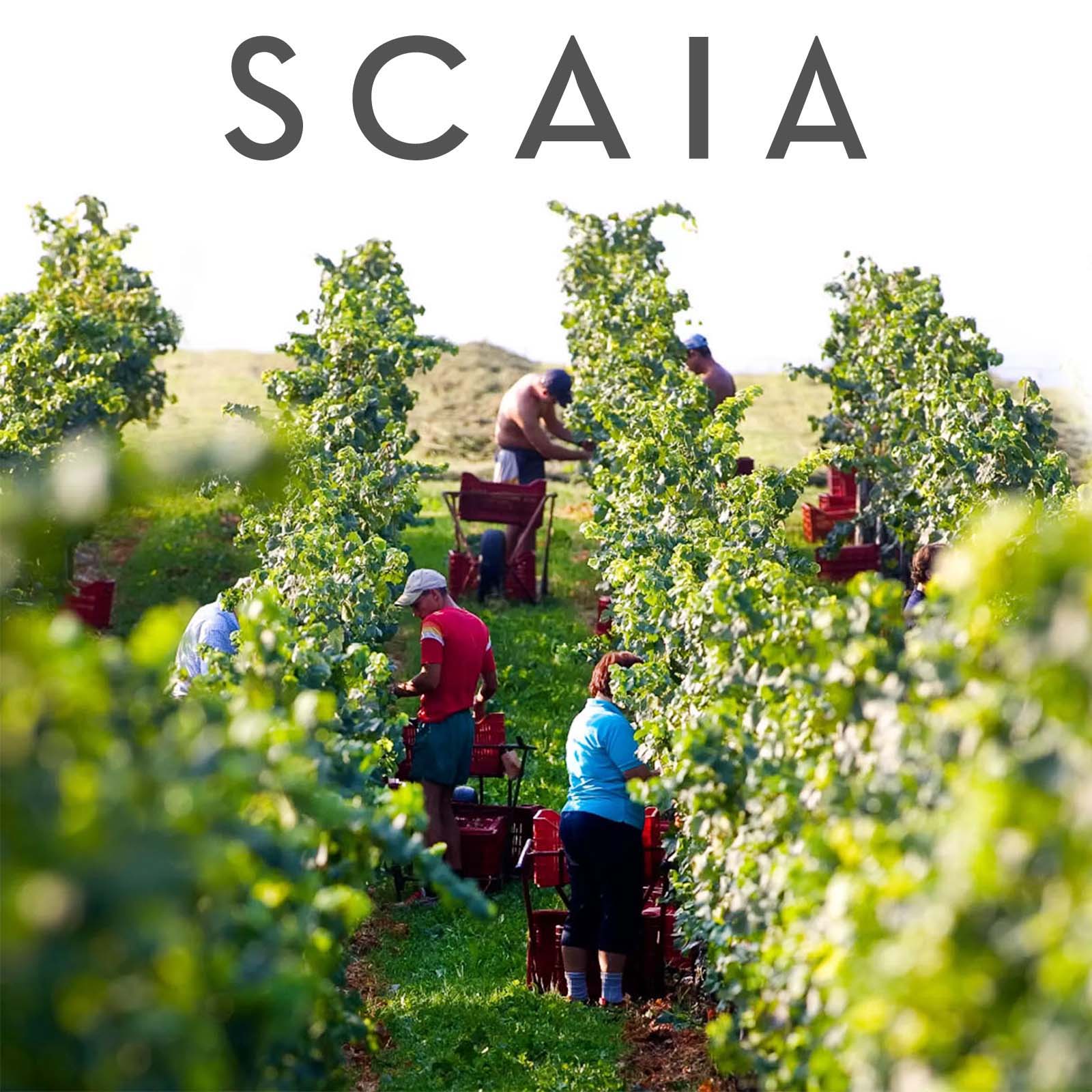 Scaia Bianco 2025