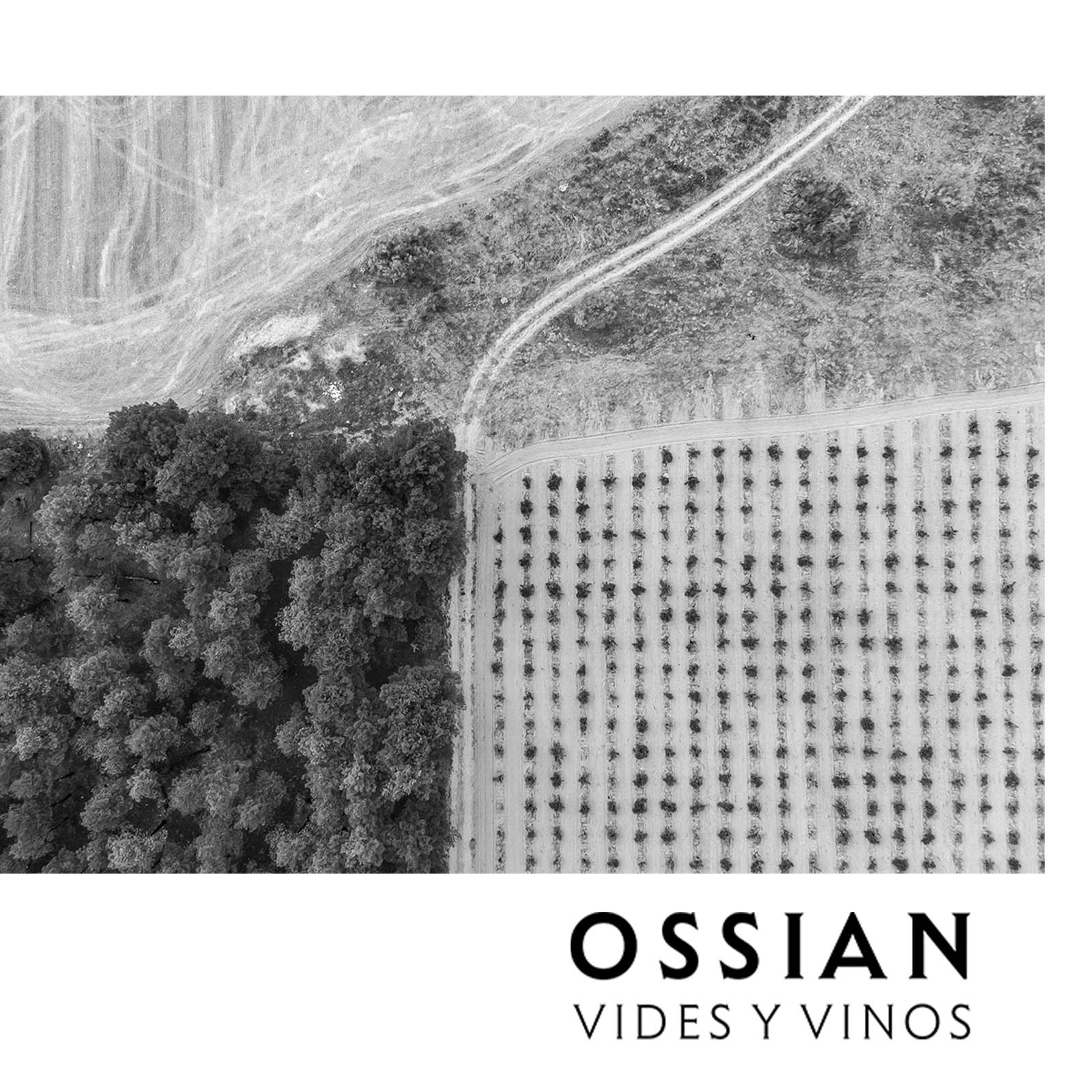Verdejo 2021 Ossian Bio