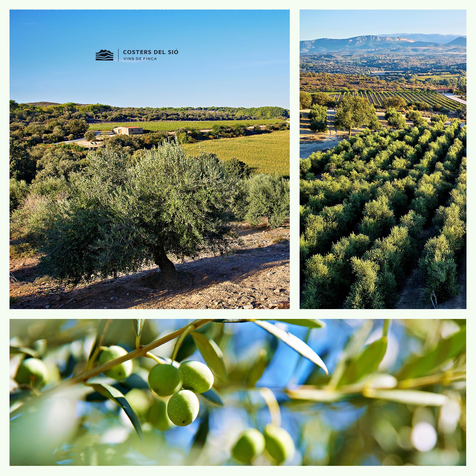 0,5 L Olivenöl Extra Virgin 2025 Arbequina La Boscana Early Harvest