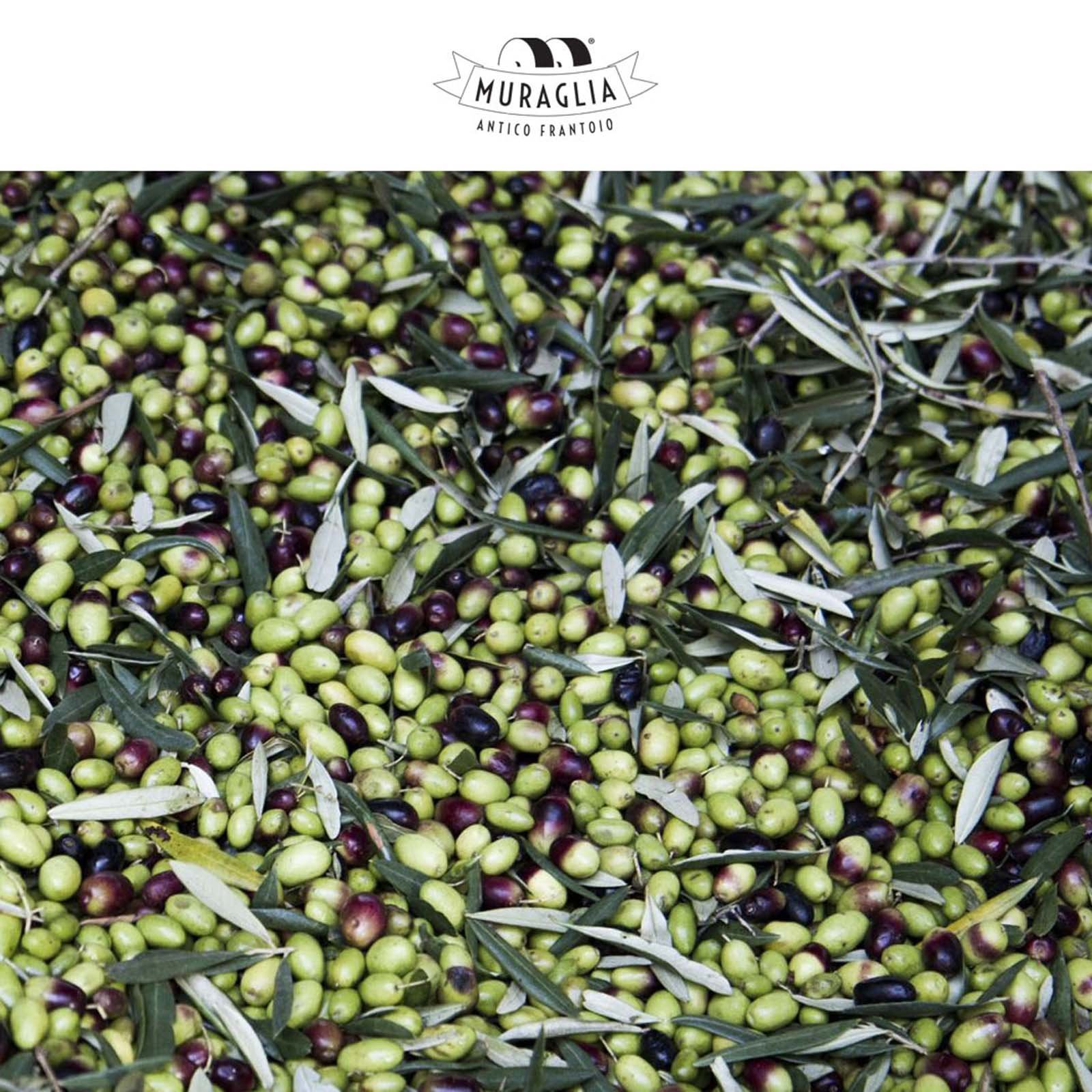 Olivenöl Extra Vergine 2023 Fruttato Medio Pois