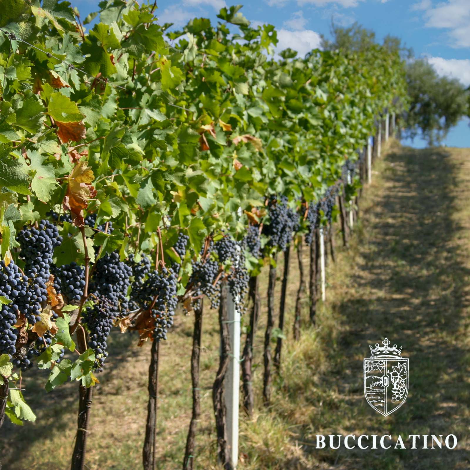 Montepulciano d´Abruzzo 2022 Bio