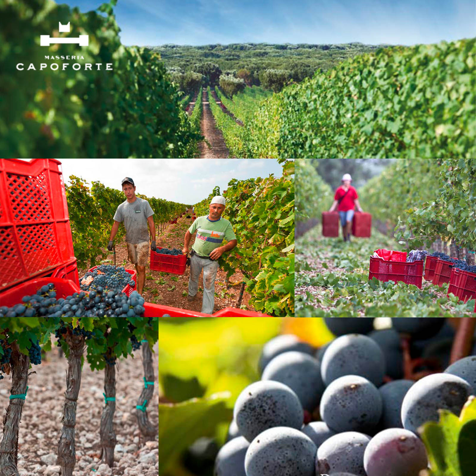 Primitivo Salento 2024
