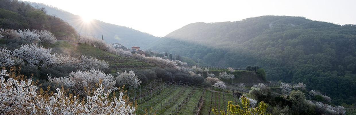 Cantina di Negrar