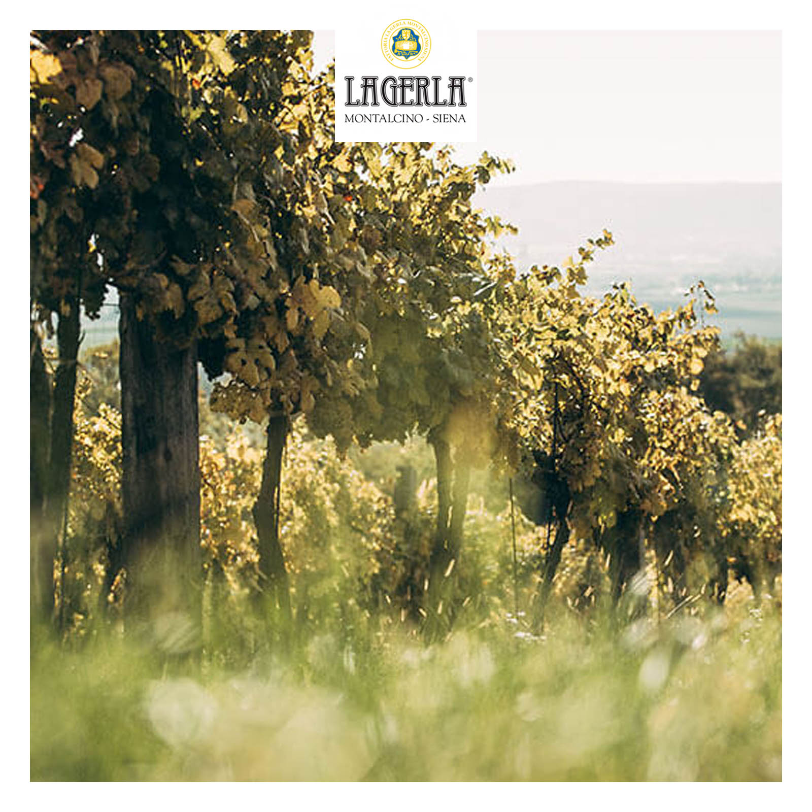 Brunello di Montalcino 2019 La Pieve