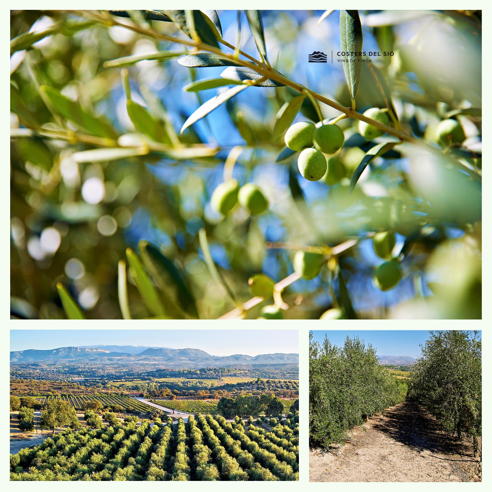 0,5 L Olivenöl Extra Virgin La Boscana 2024 Early Harvest