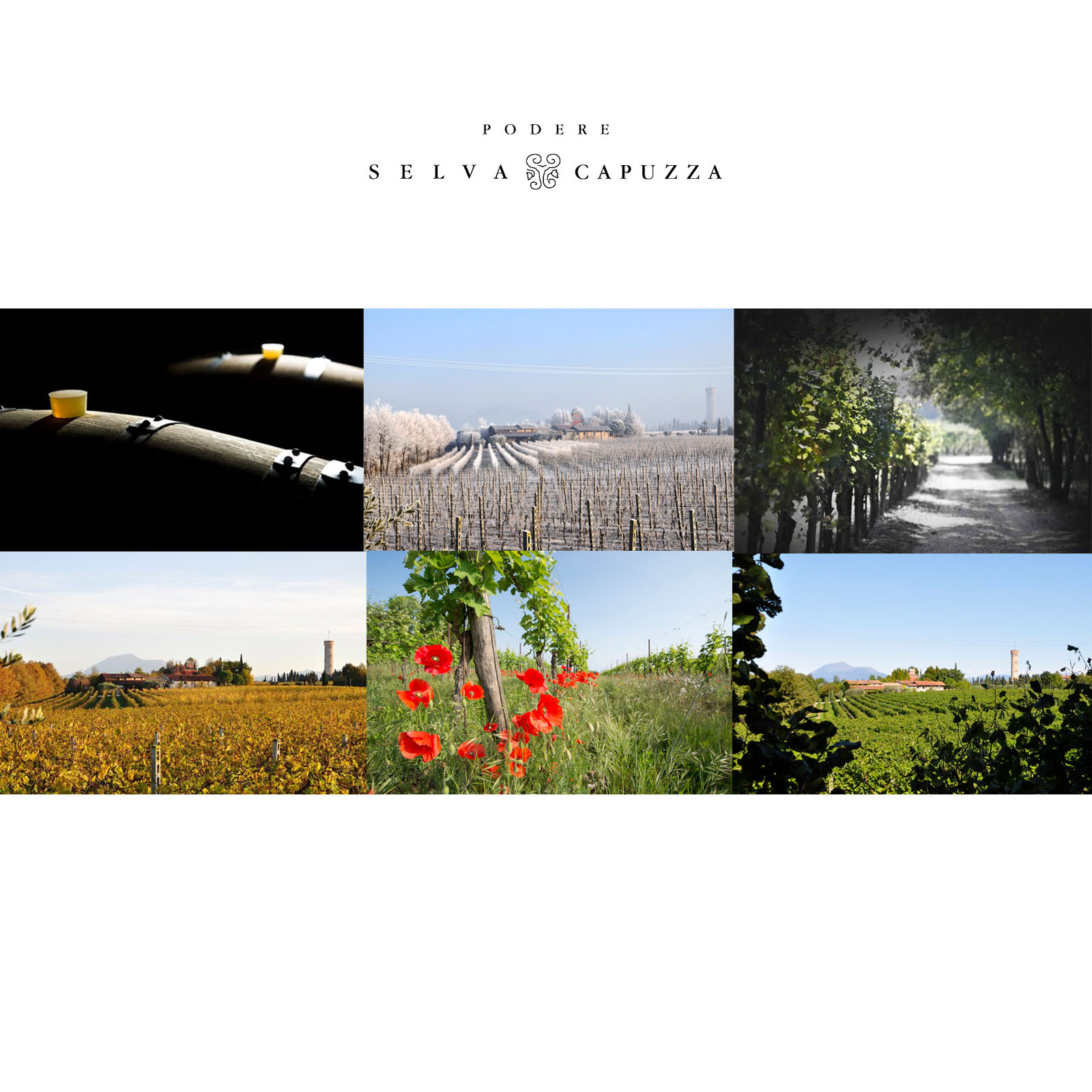 Lugana 2024 Selva