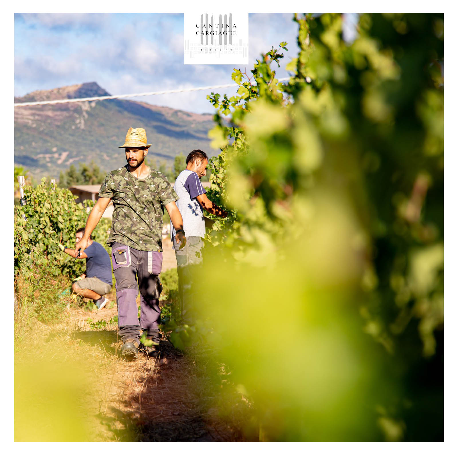 Vermentino di Sardegna 2022