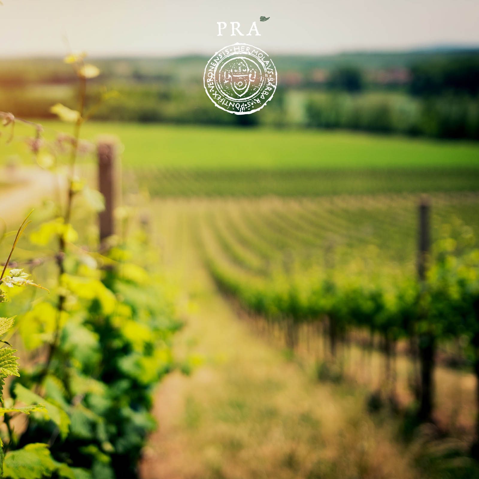 Soave Classico 2022 Monte Grande Bio