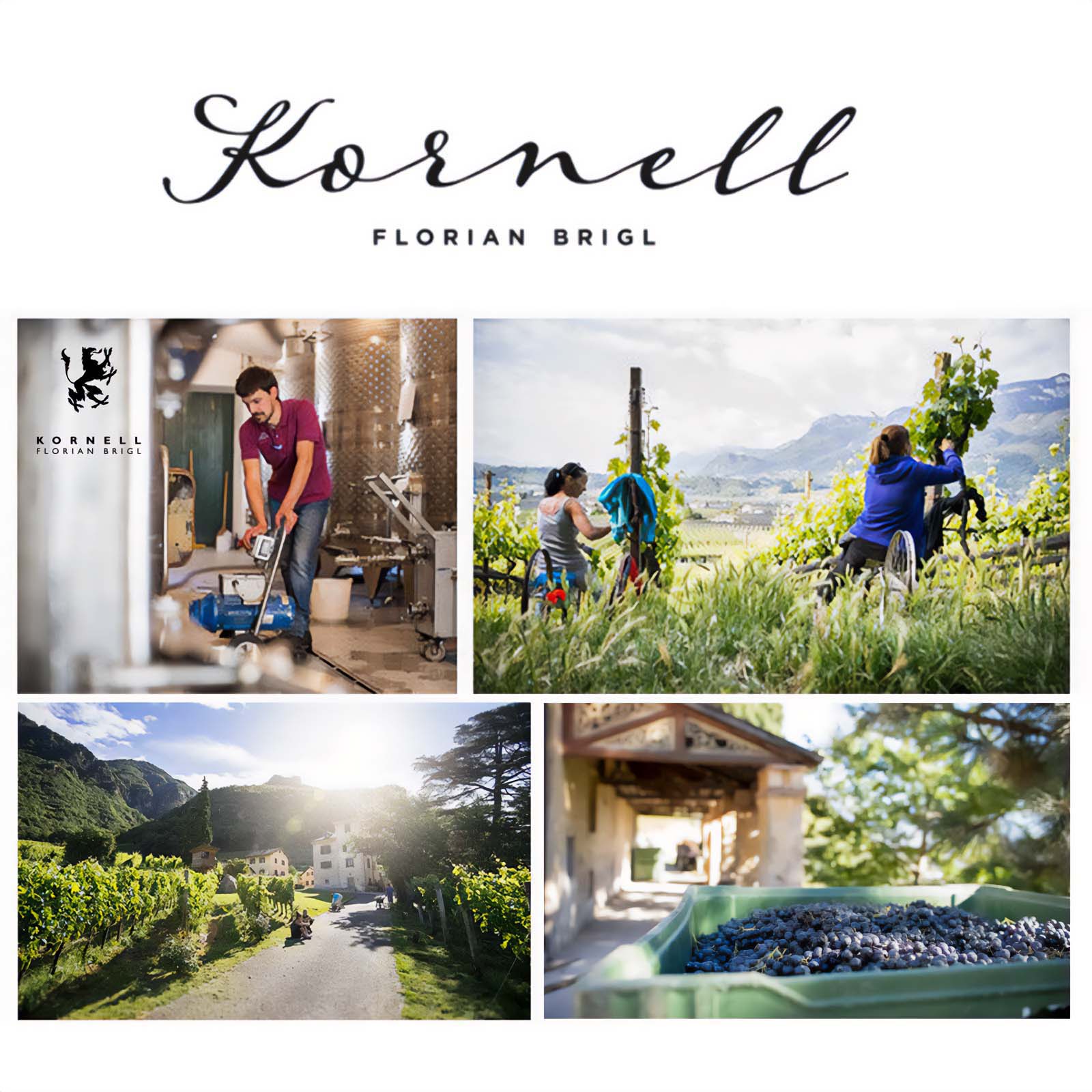 Sauvignon Blanc 2023 Oberberg