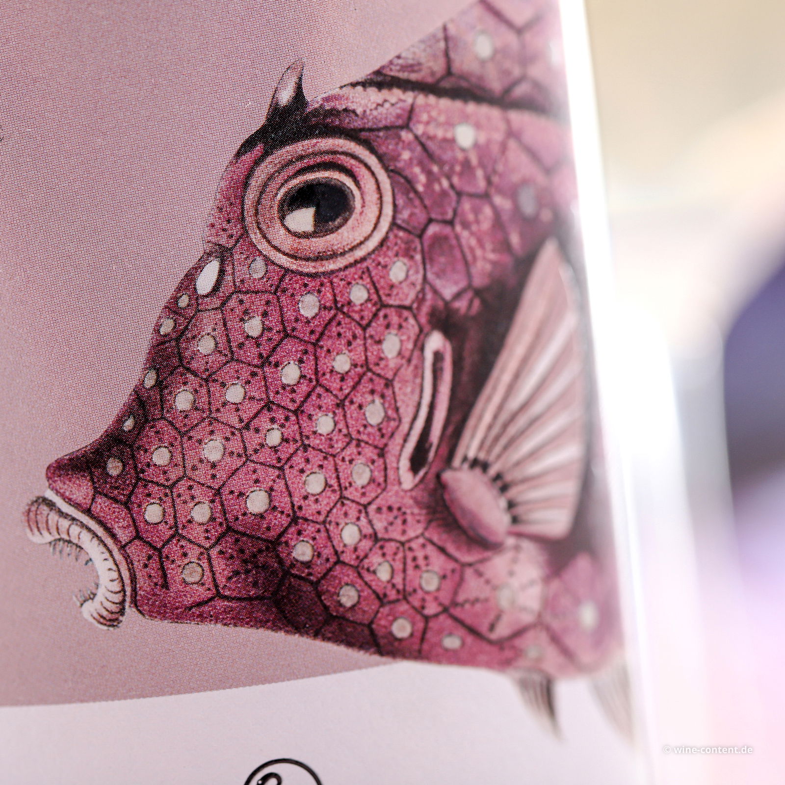 Pinot Grigio delle Venezie 2024