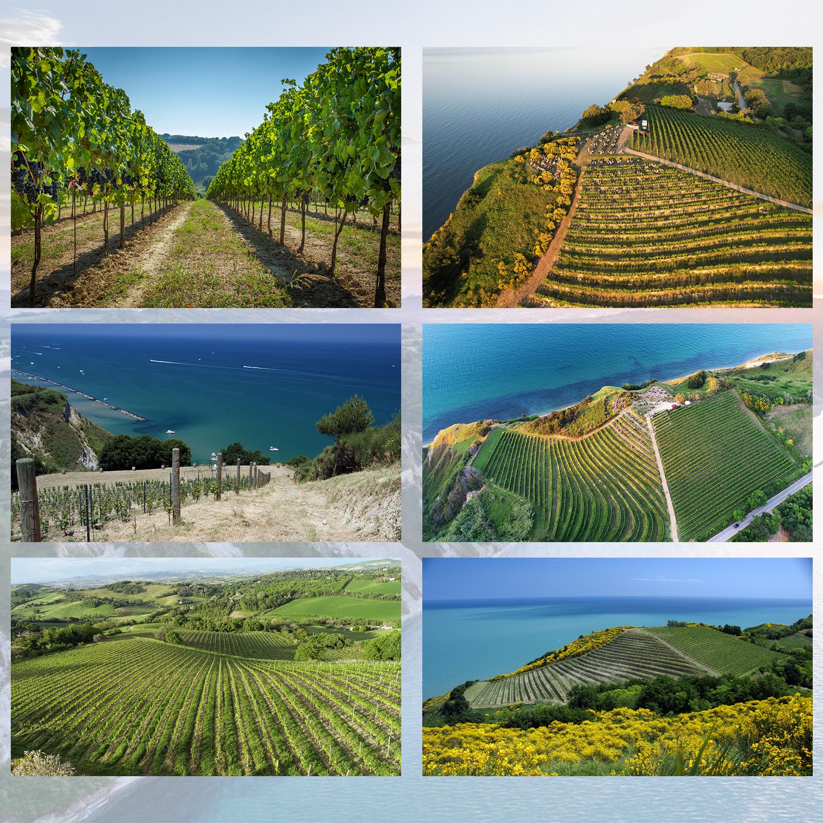 Blanc de Pinot Noir 2024 Impero