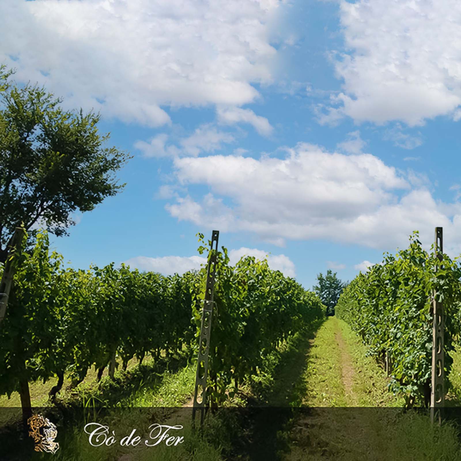 Lugana 2025 Cò de Fer