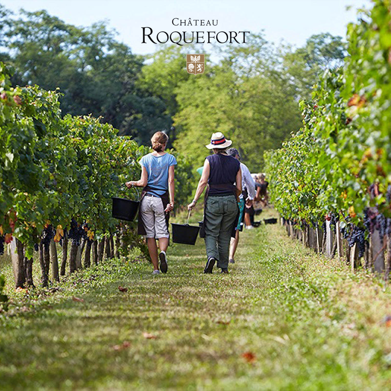 Sauvignon Blanc 2025 Les Roches Blanches Bio