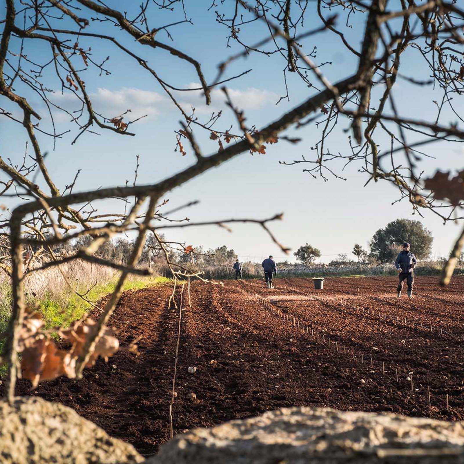 Primitivo 2025 Quota 29
