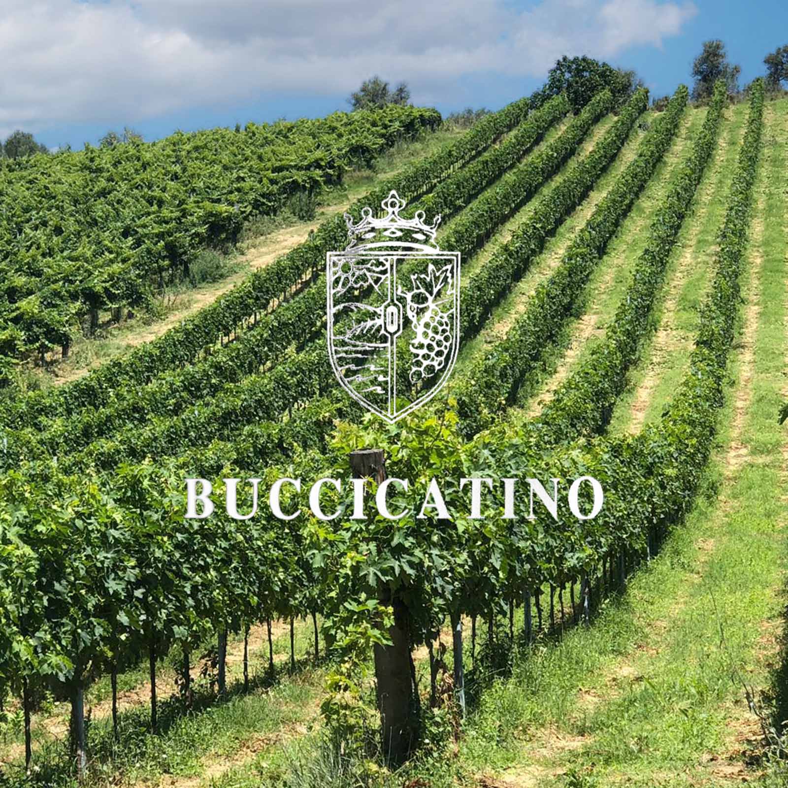 Trebbiano d'Abruzzo 2024 Stilla Aurea Bio