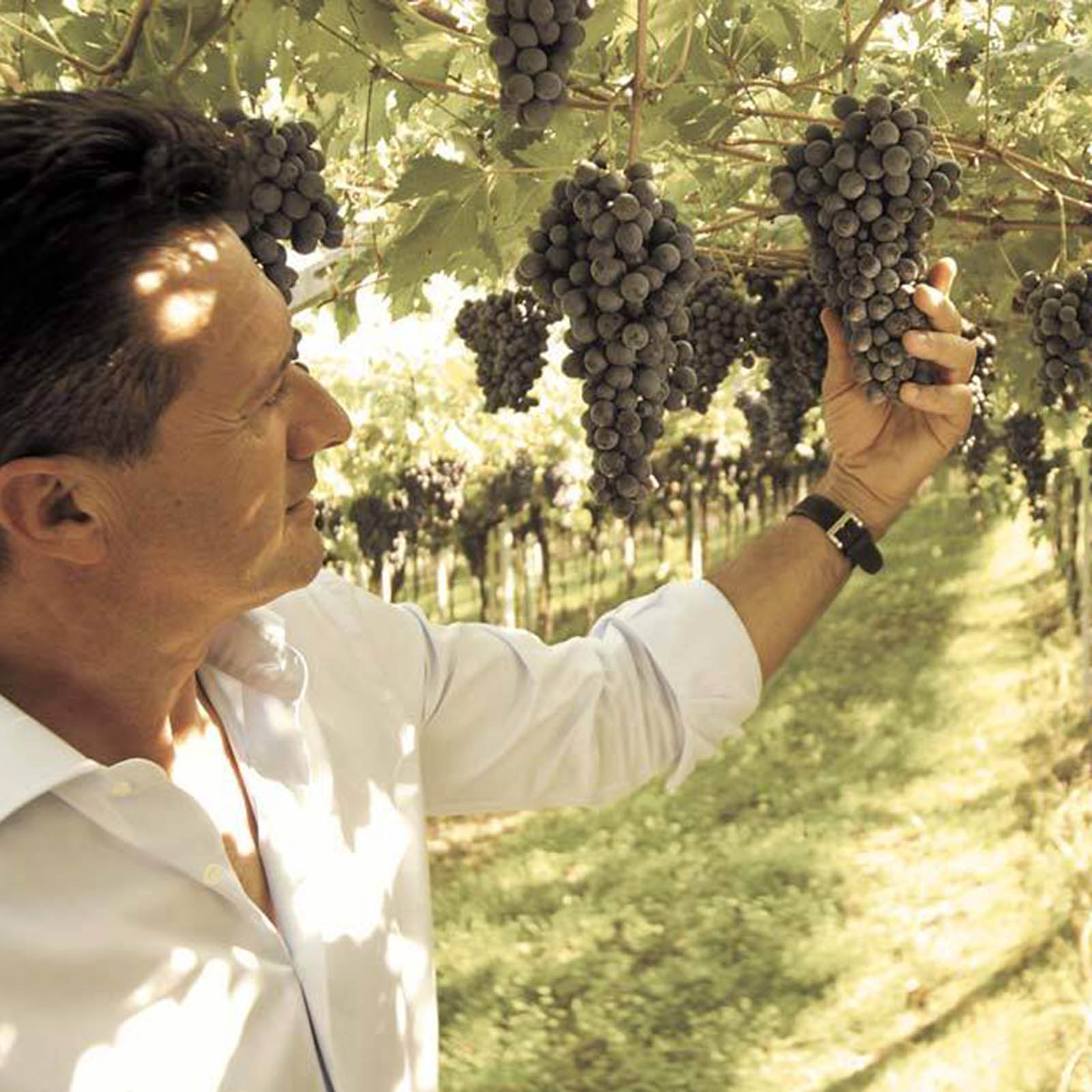 Lugana 2025 Gocce d'Oro