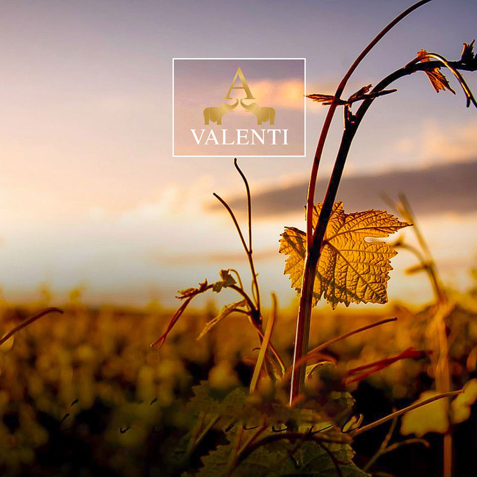 Etna Bianco 2022 Enrico IV Bio