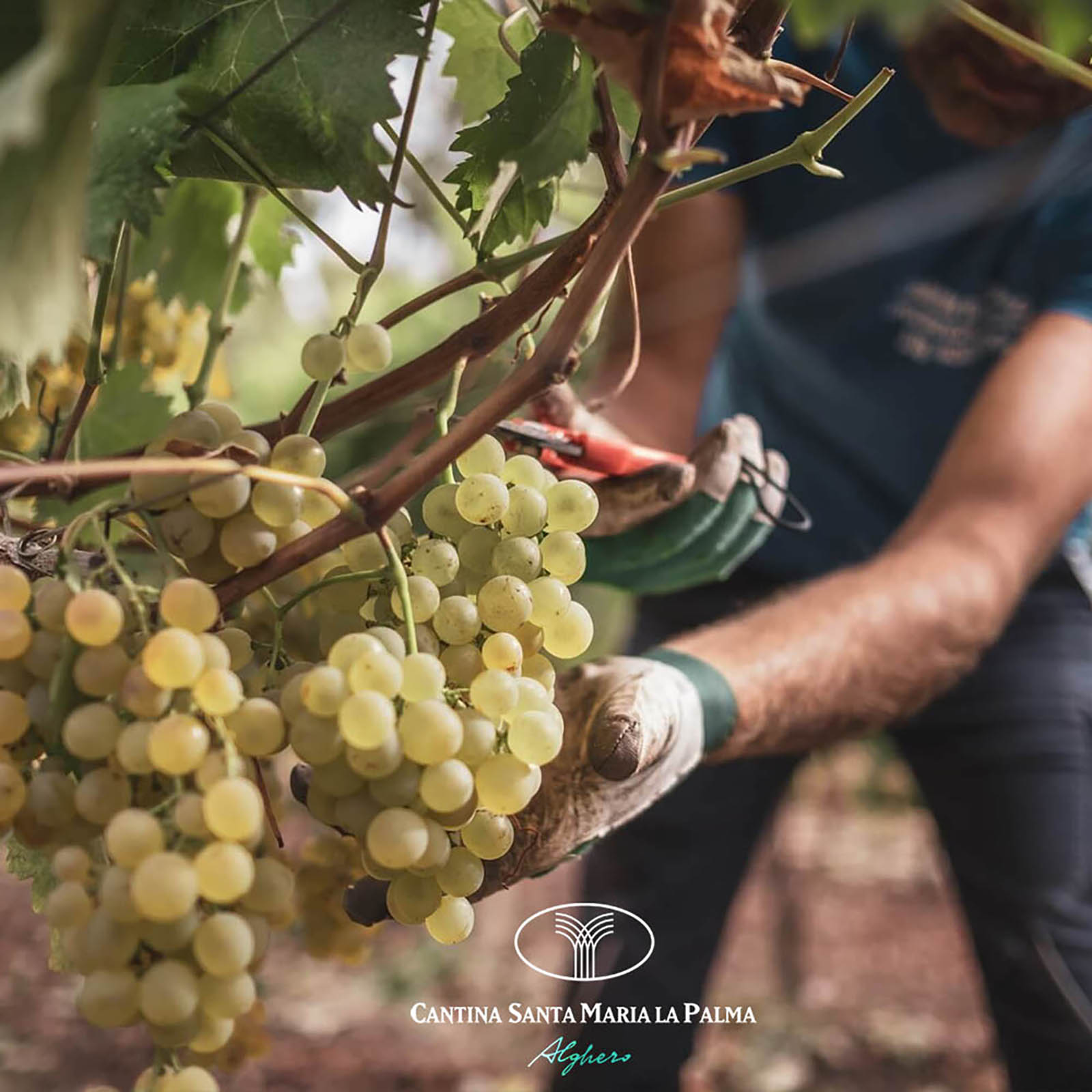 Cannonau Riserva 2019 Redit