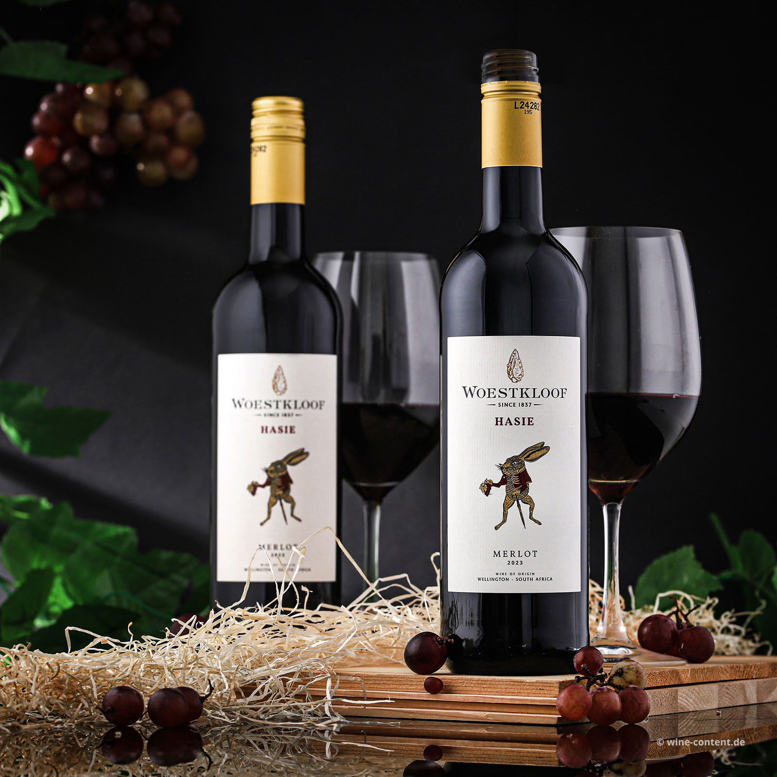 Merlot 2023 Hasie
