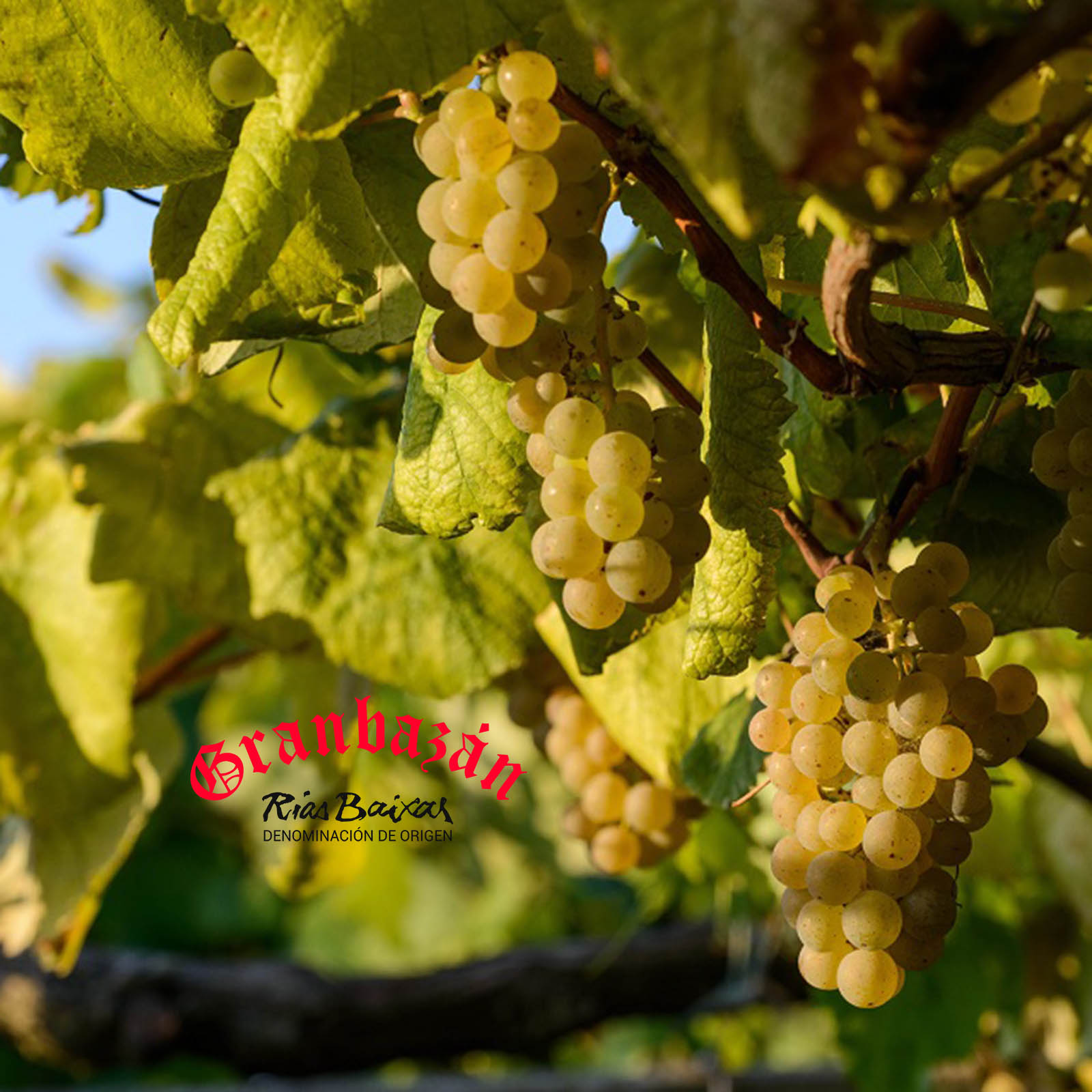 Albariño 2024 Etiqueta Verde Magnum