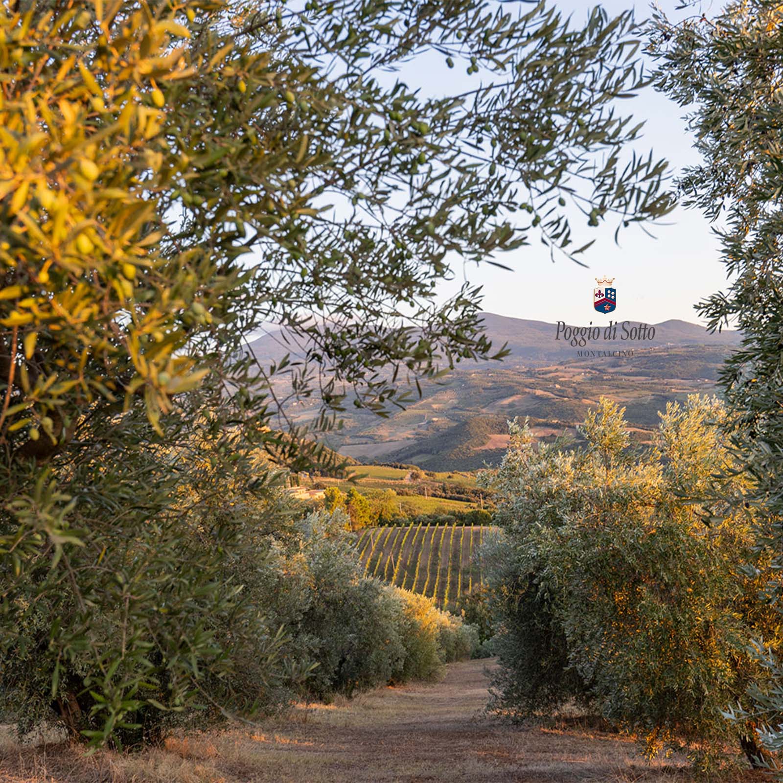 0,5 L Olivenöl Extra Vergine Toscano 2024 Bio
