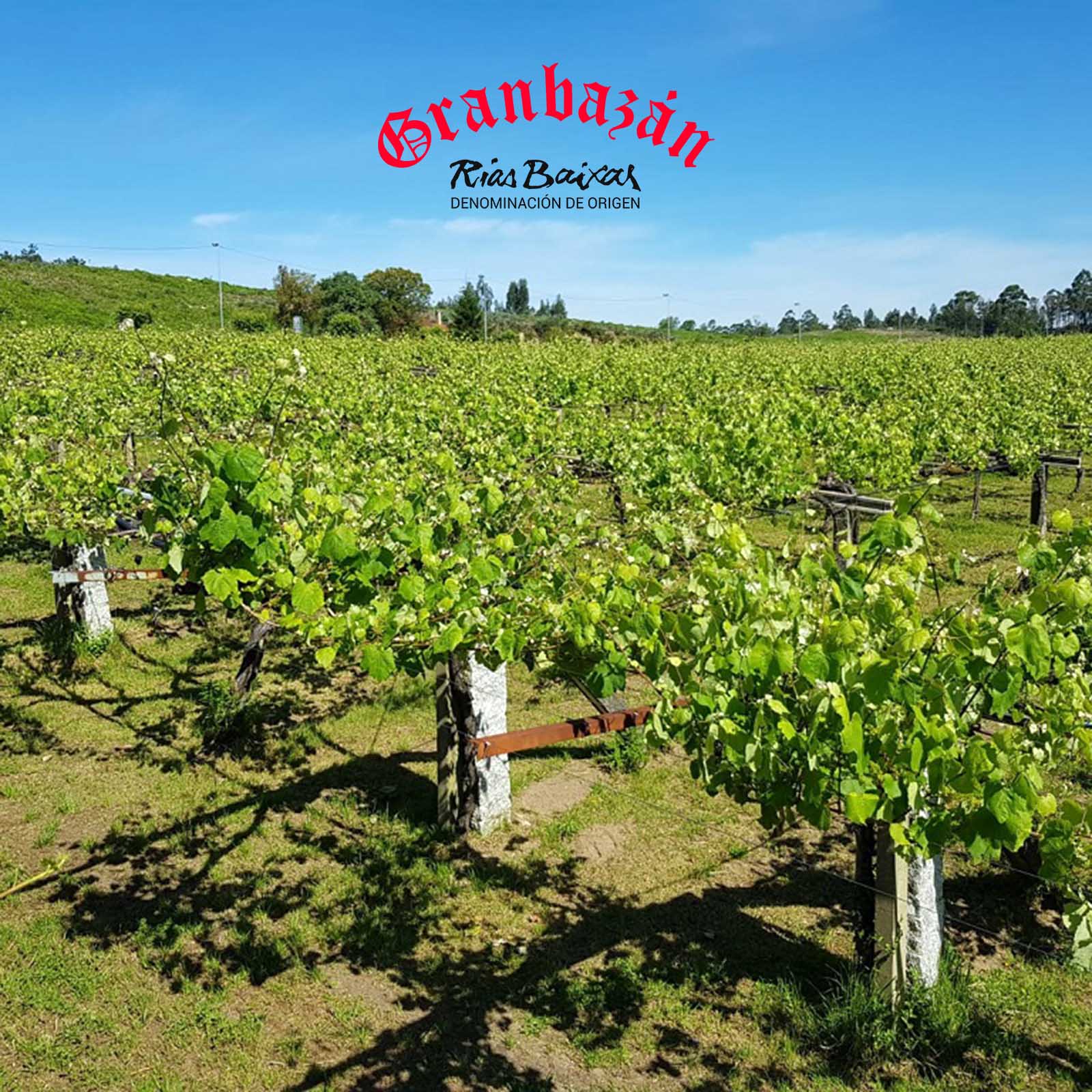 Albariño 2023 Etiqueta Ámbar