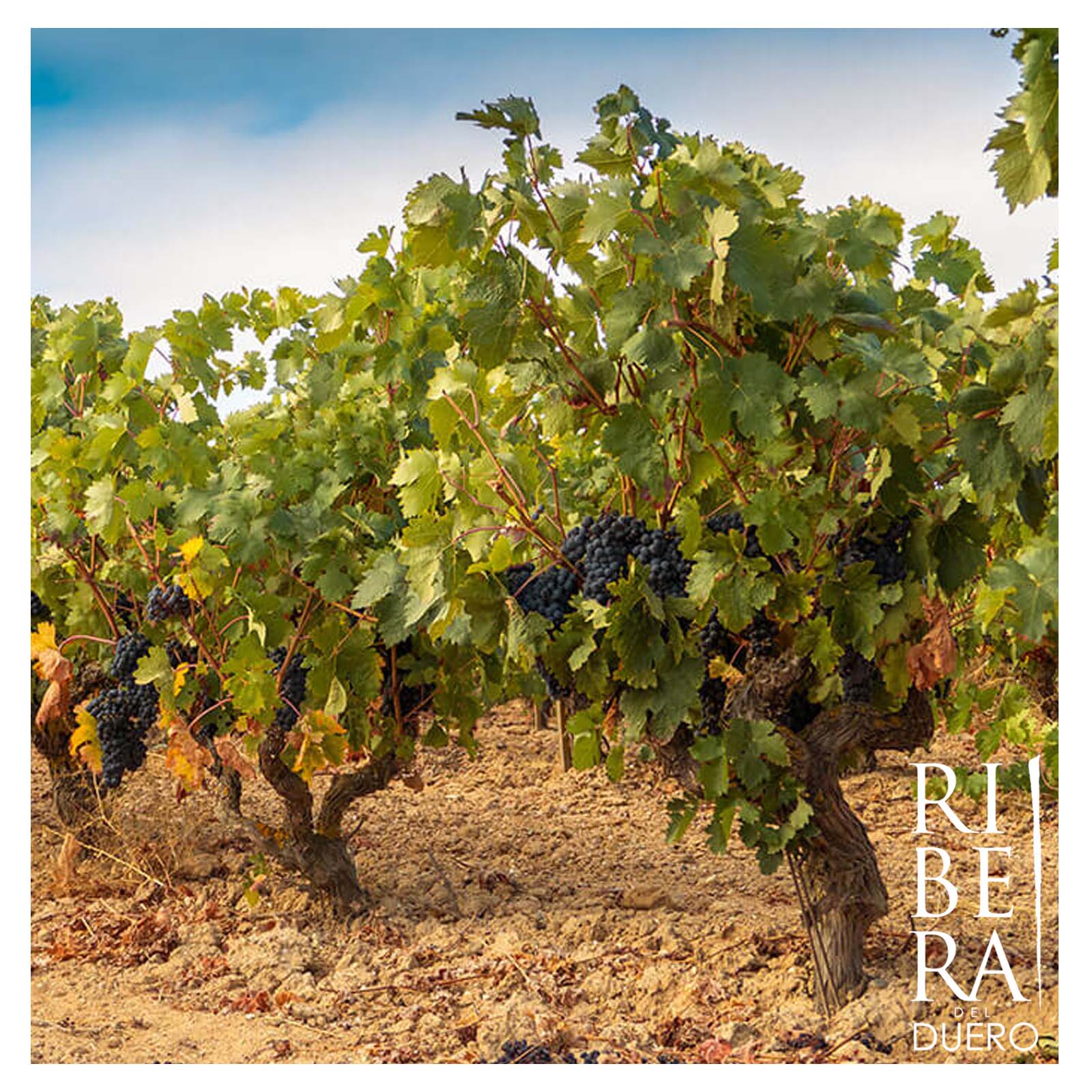 Tempranillo 2023 Emilio Moro