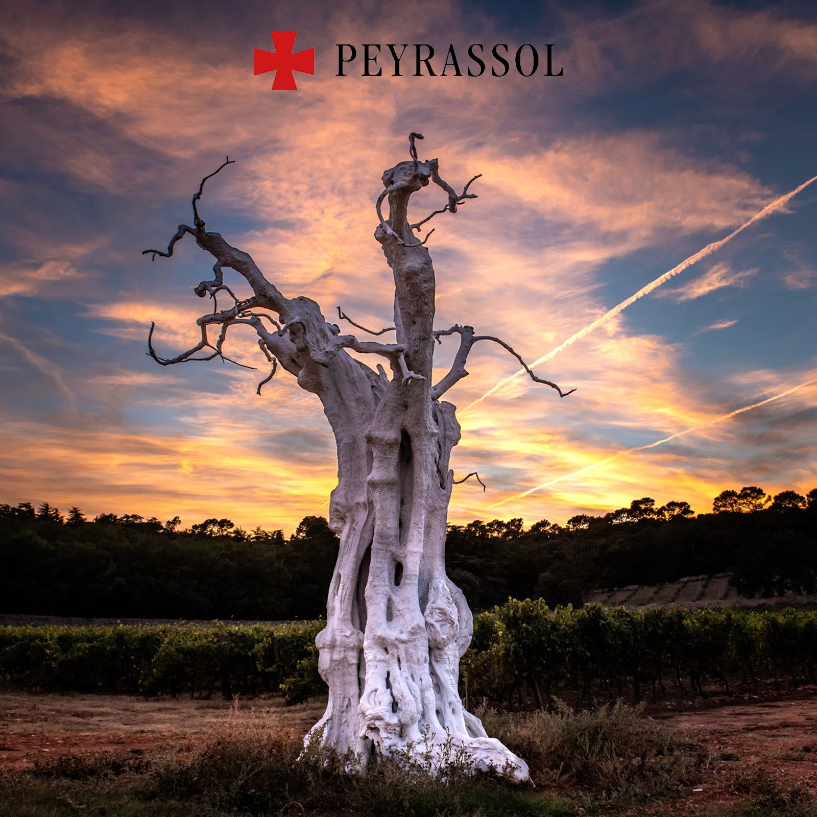 Côtes de Provence Rosé 2024 Château Peyrassol Bio