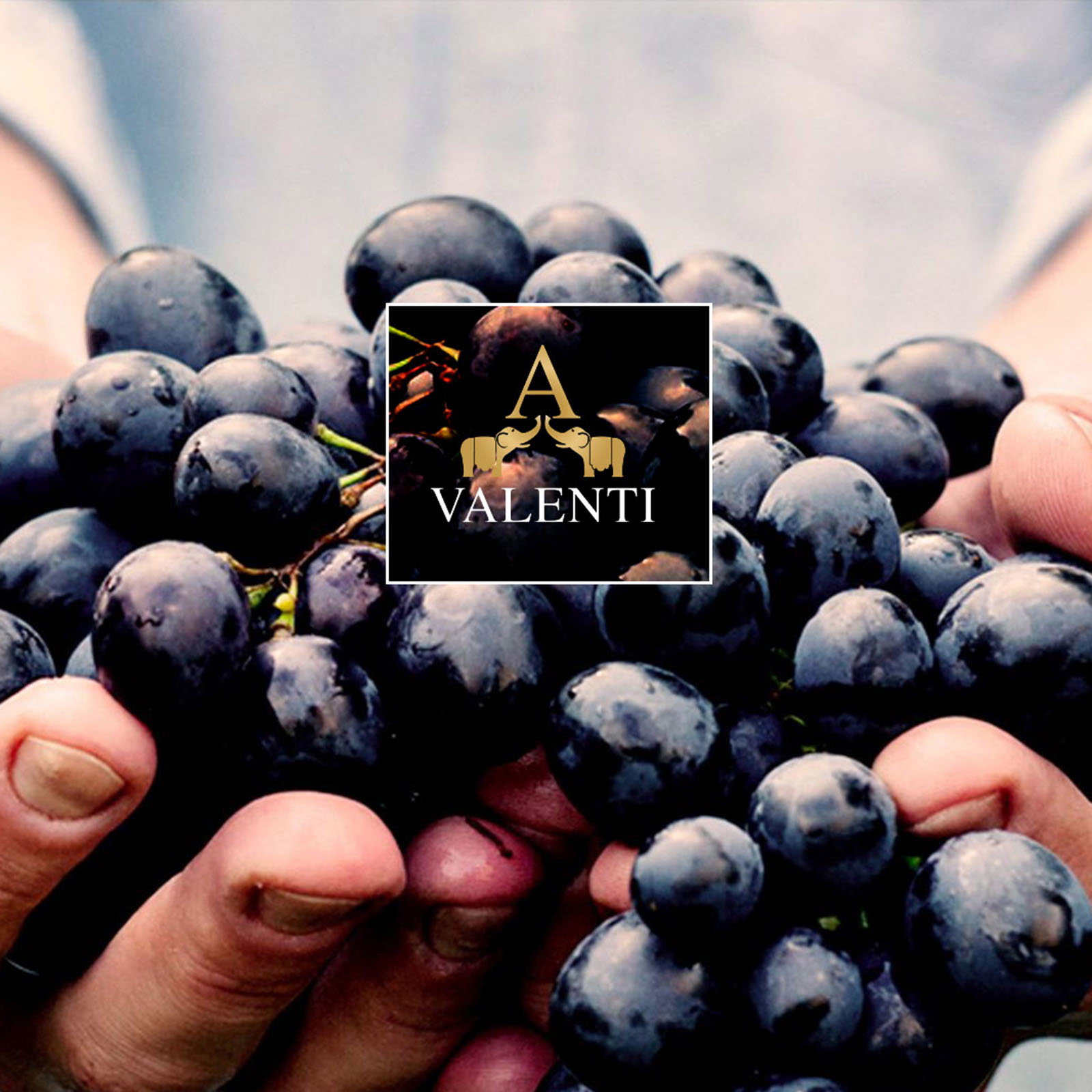 Etna Bianco 2025 Enrico IV Bio