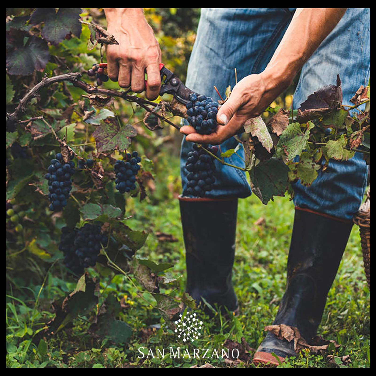 Primitivo di Manduria 2020 Sessantanni