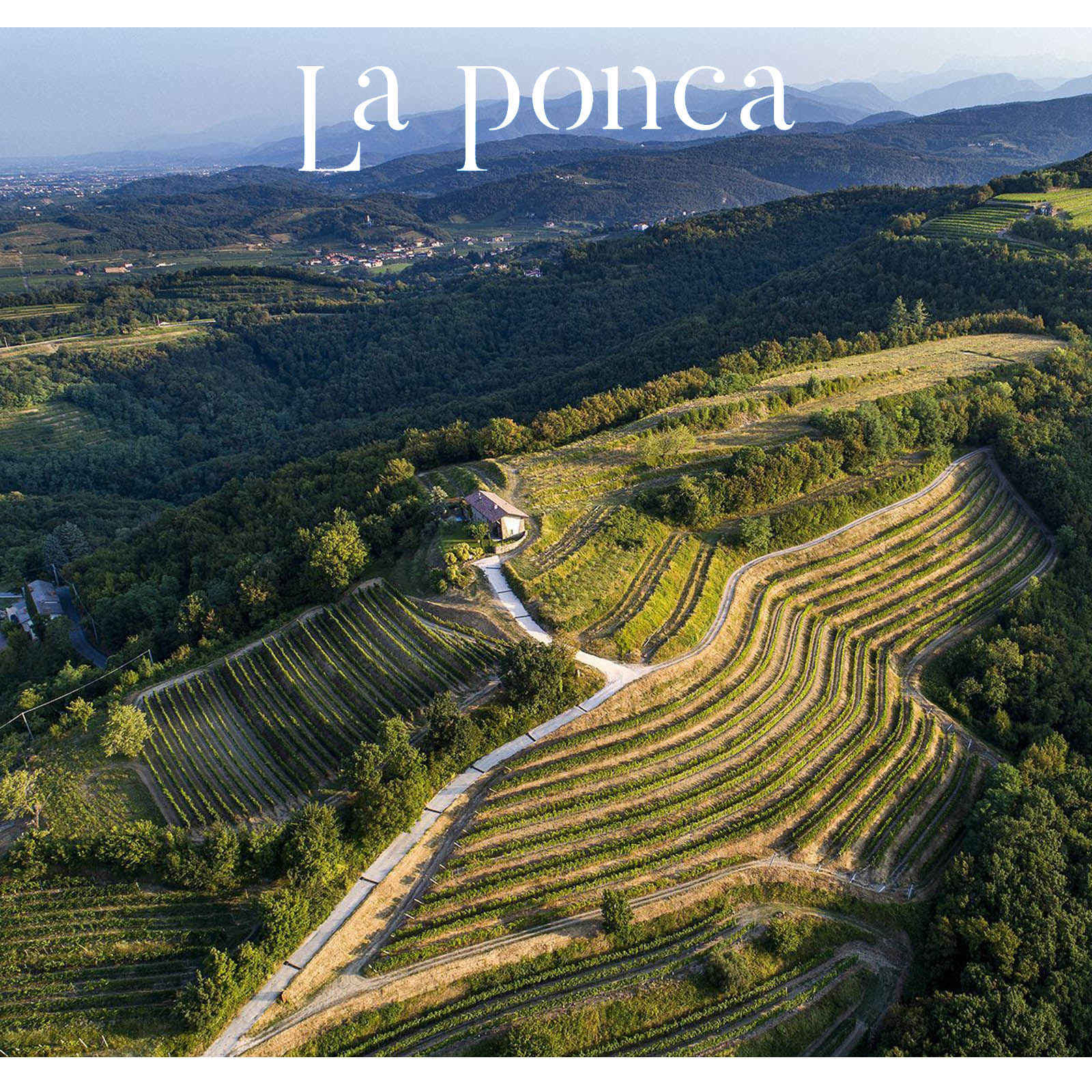 Chardonnay Collio 2022 Bio