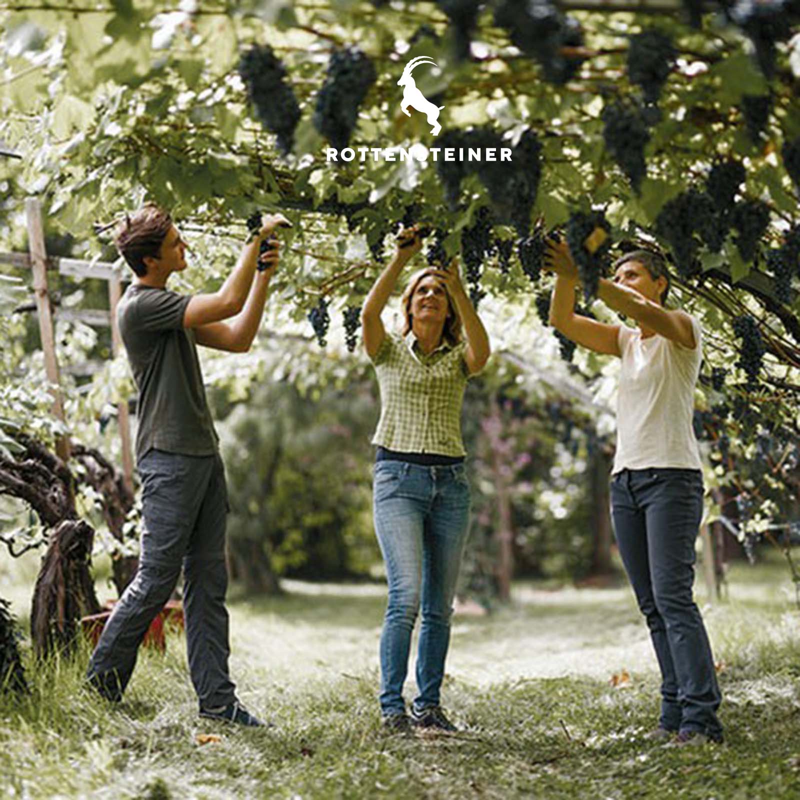 3er-Paket Lagrein Riserva 2022 Trigon in Einzelverpackung