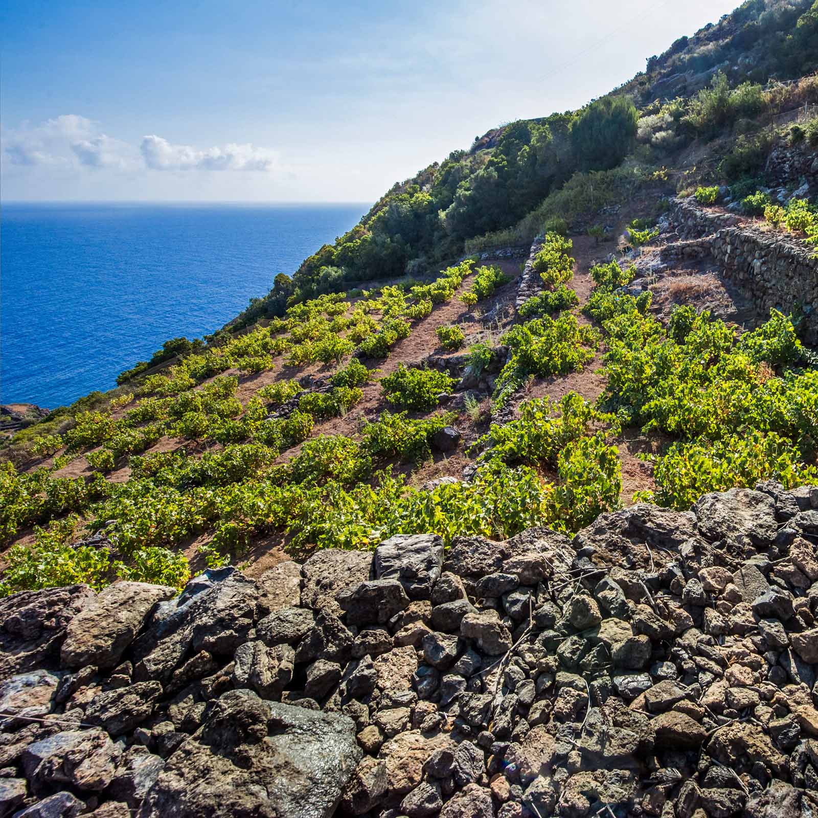 Zibibbo Sicilia 2024 Lighea