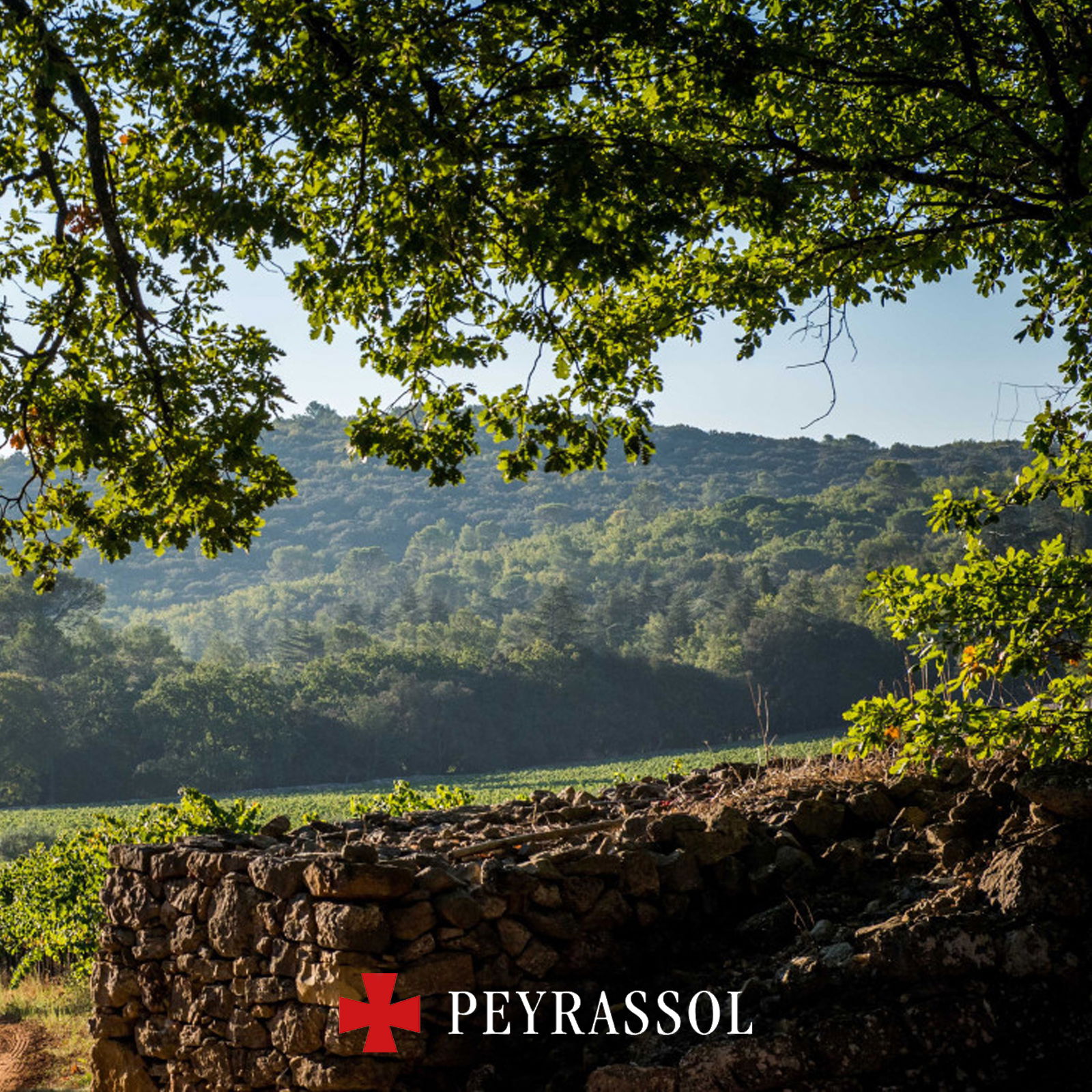Côtes de Provence Rosé 2024 Les Commandeurs Bio