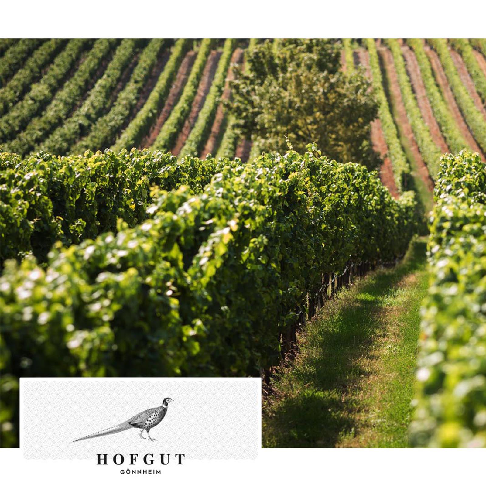 Grauburgunder 2025 Gönnheim Bio