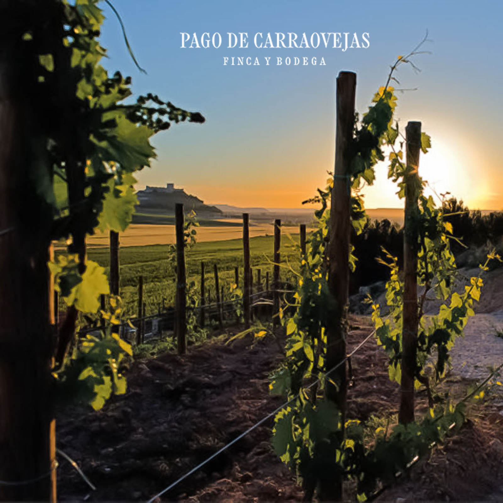 Pago de Carraovejas 2022