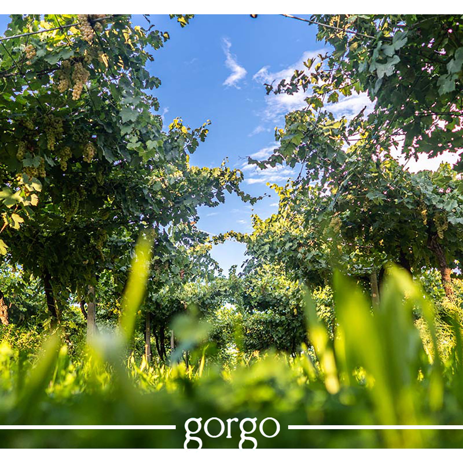 Custoza Superiore 2022 Summa Bio