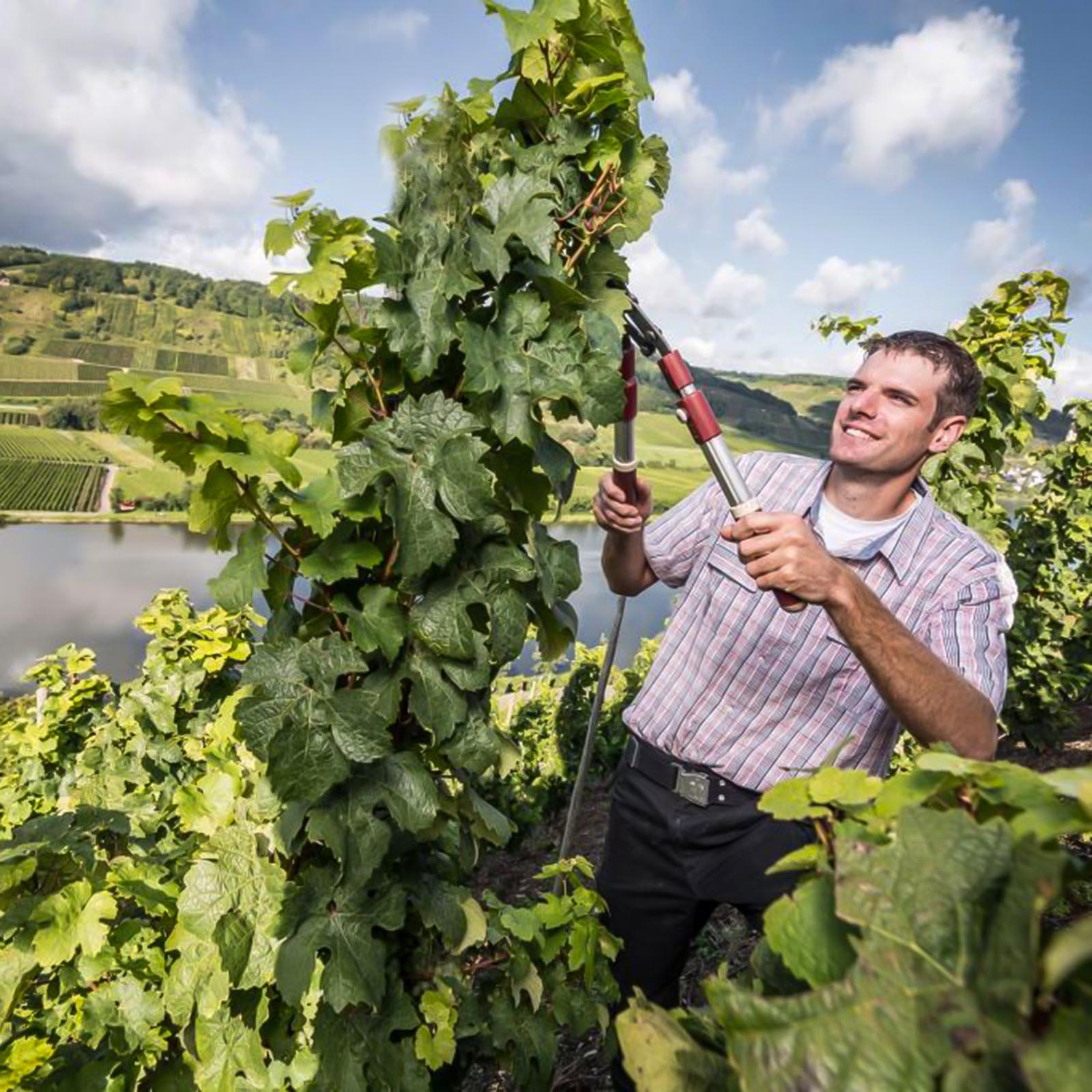 Riesling 2024 Lay Alte Reben