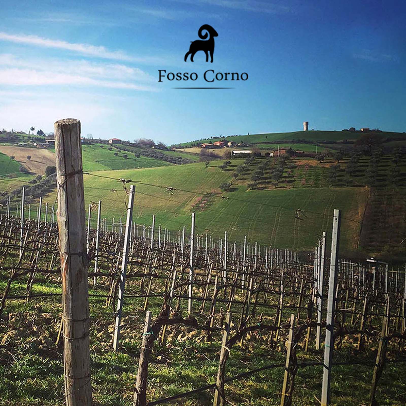 Montepulciano d'Abruzzo Riserva 2019 Orsus