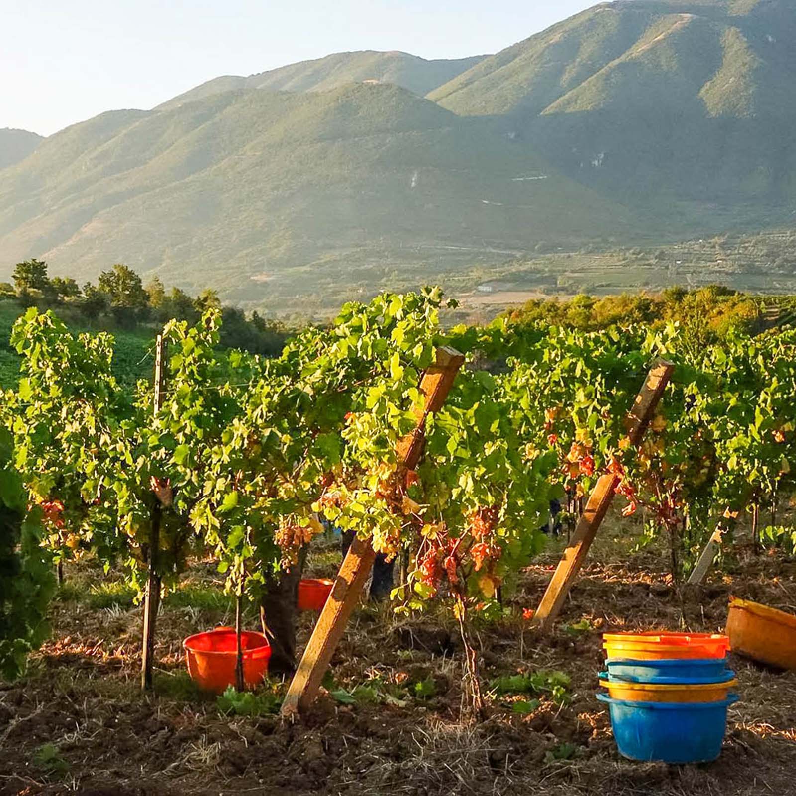 Falanghina Spumante Anima Lavica Brut