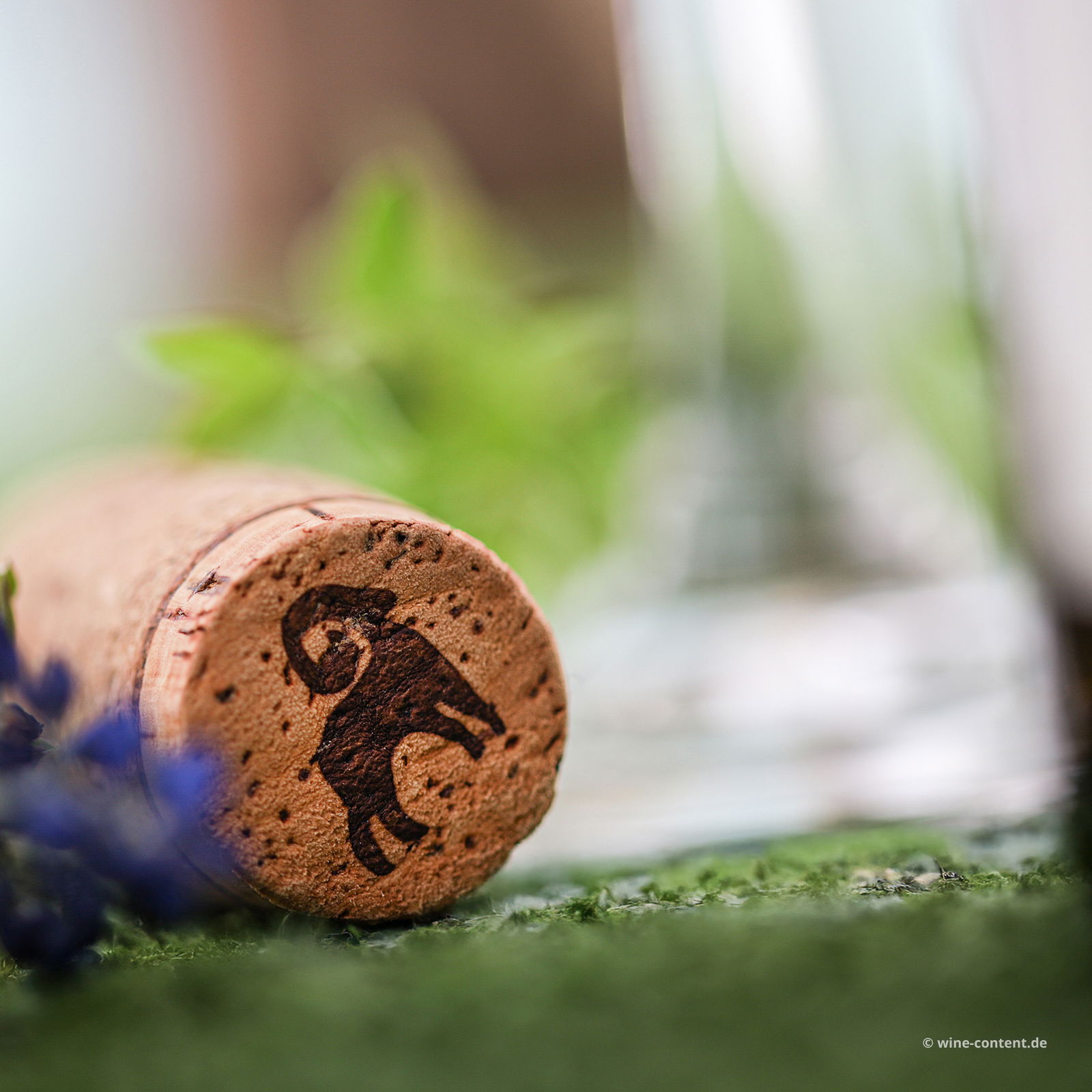 Pecorino Abruzzo 2023 Kermit