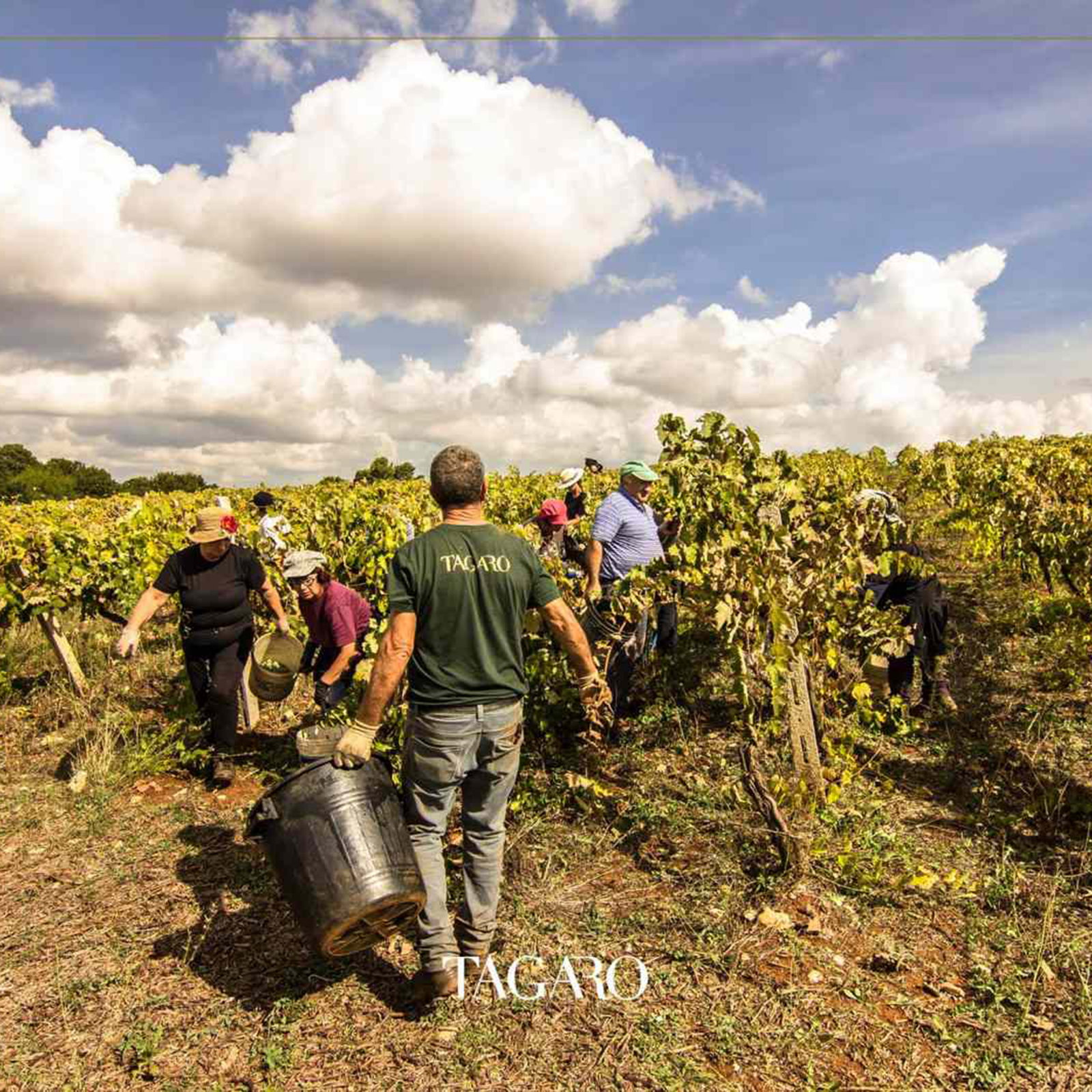 Primitivo 2024 Cinquenoci