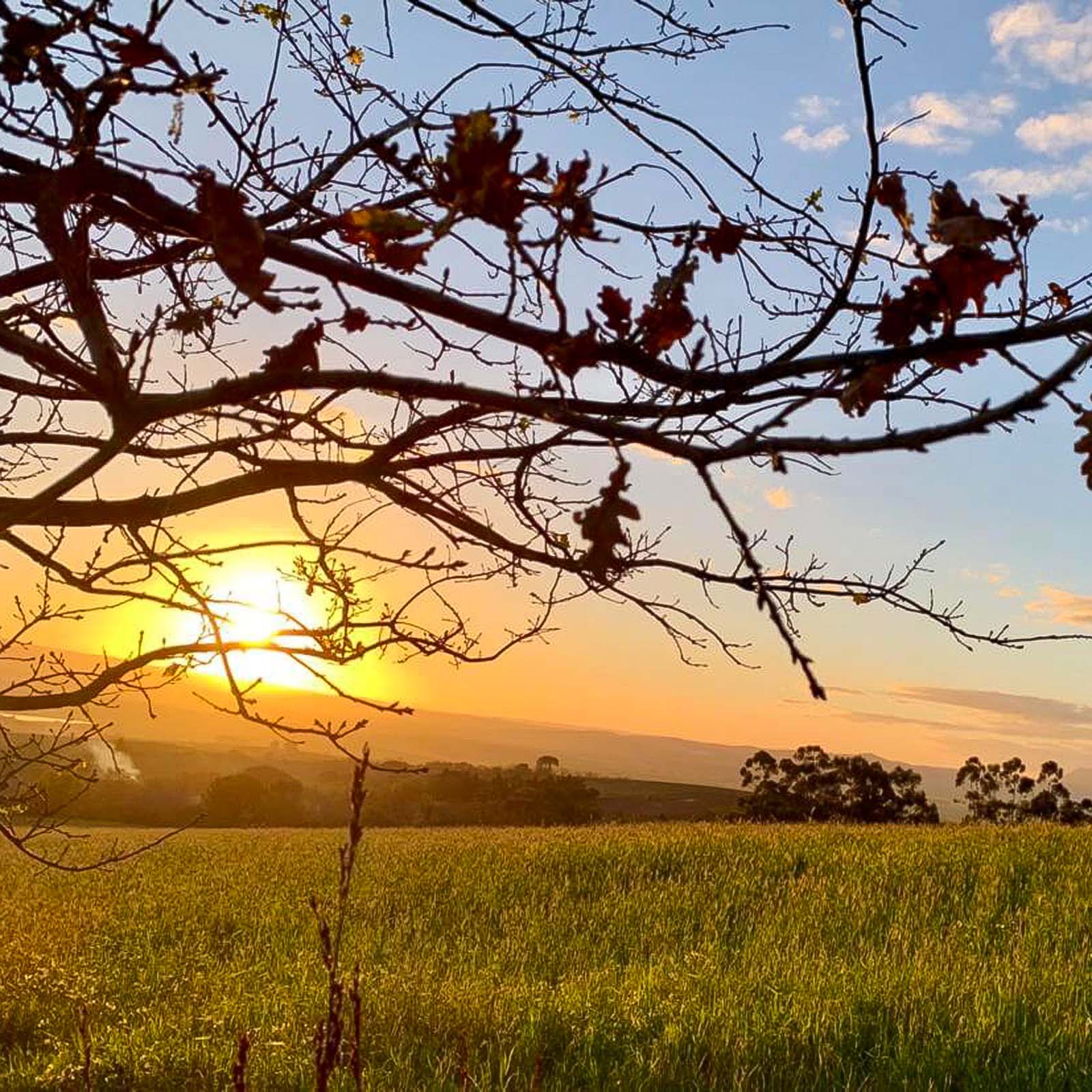 Syrah 2019 Owner's Blend
